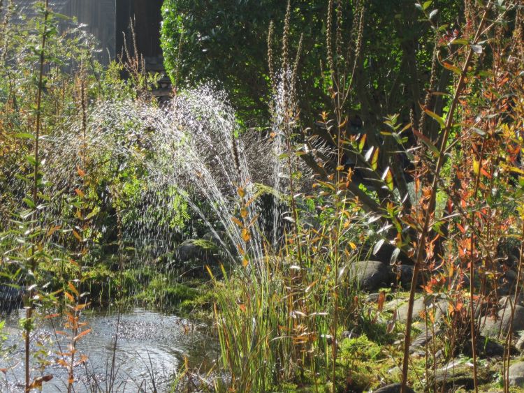 Ein Garten mit einem Teich mit Wasserspiel, Steinstrukturen und zahlreichen verschiedenen Pflanzenarten. 