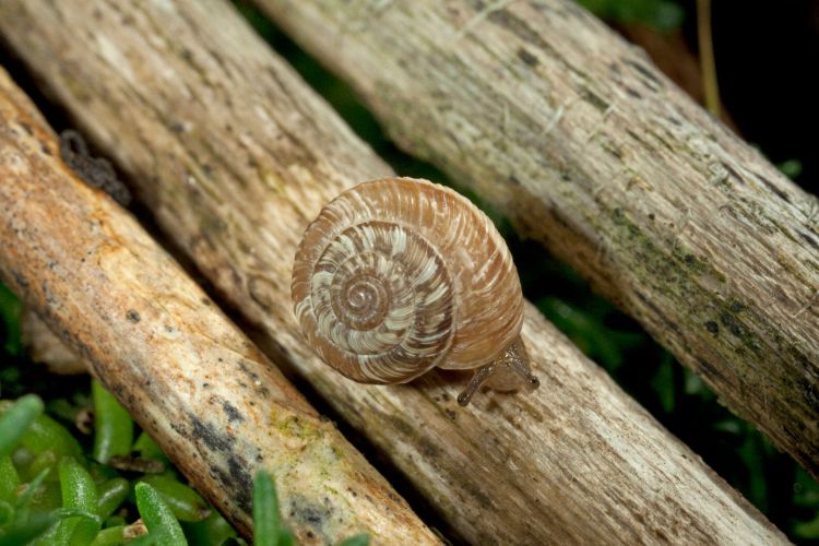 Ein seltener Anblick: Die bedrohte Zwegheideschnecke kriecht über ein Stück Holz.